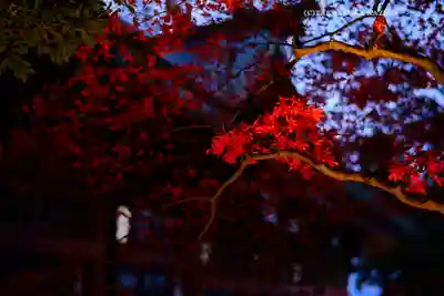 大山阿夫利神社(神奈川県)