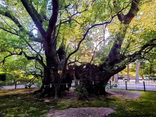 浜松八幡宮の自然