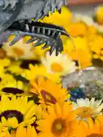 札幌諏訪神社の手水舎