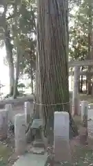 若宮八幡神社の自然