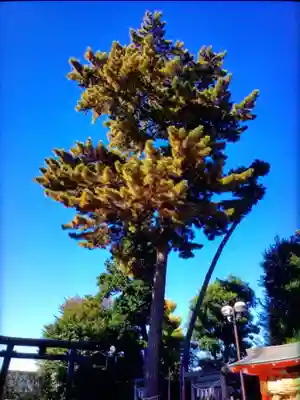 中野沼袋氷川神社(東京都)