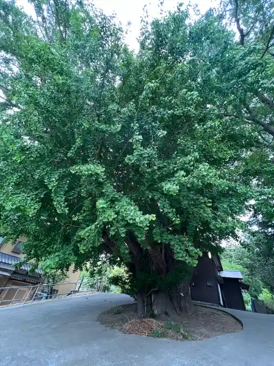 蛟蝄神社門の宮の自然