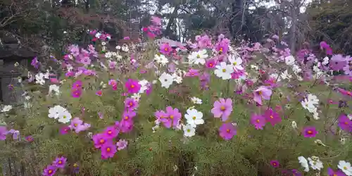 西新井大師総持寺の自然