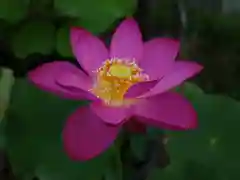 極楽山　浄土寺の自然