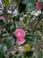 出雲大社宇部教会の御朱印