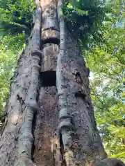 大國魂神社の自然