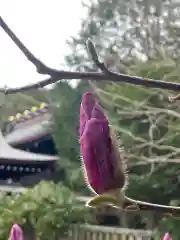 橘神社の自然