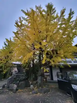 河原町稲荷神社の自然