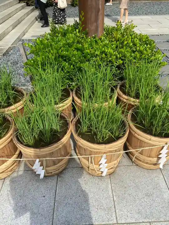 東京大神宮の庭園