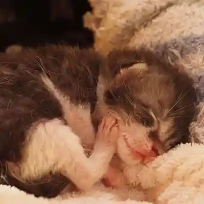 天王山 安楽寺(福井県)