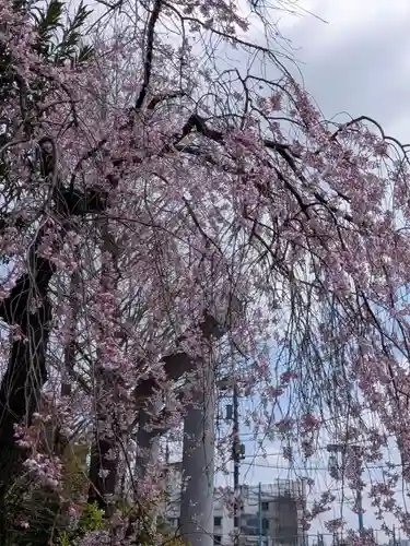 阿佐ヶ谷神明宮(東京都)