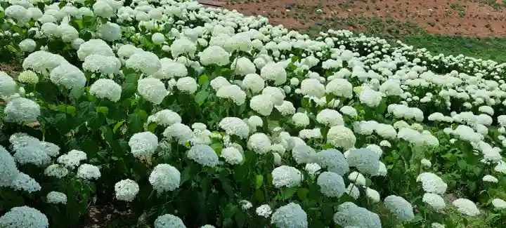 陽林寺の{uncategorized: "未分類", other: "その他", undefined: "問題あり", building: "その他建物", grave: "お墓", sacred_gate: "鳥居", guardian: "狛犬", statue: "像", buddha: "仏像", history: "歴史", nature: "自然", garden: "庭園", animal: "動物", pagoda: "塔", temizu: "手水舎", mountain_gate: "山門・神門", sanctuary: "本殿・本堂", subordinate: "末社・摂社", art: "芸術", scenery: "景色", jizo: "地蔵", ema: "絵馬", goshuin: "御朱印", omikuji: "おみくじ", items: "授与品その他", amulet: "お守り", goshuincho: "御朱印帳", eats: "食事", festival: "お祭り", votive_dance: "神楽", shichigosan: "七五三参", wedding: "結婚式", experience: "体験その他", initially: "初詣", around: "周辺", anti_infection: "感染症対策"}