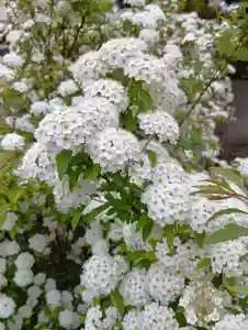 刺田比古神社(和歌山県)(2026年04月13日(月) 05時48分37秒投稿)