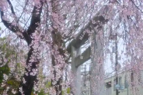 阿佐ヶ谷神明宮(東京都)