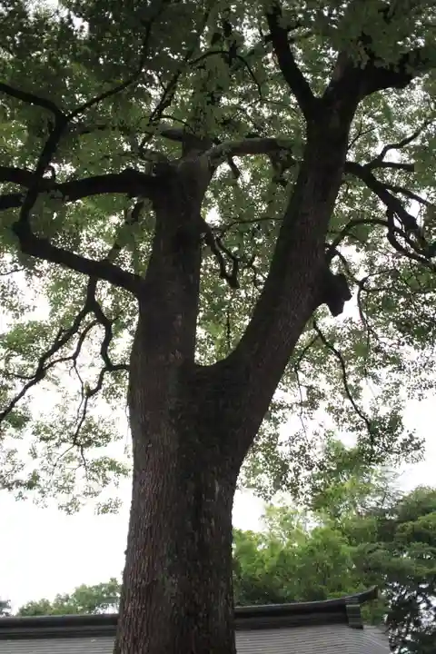 武蔵一宮氷川神社の自然