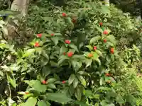 貴祢谷社の自然