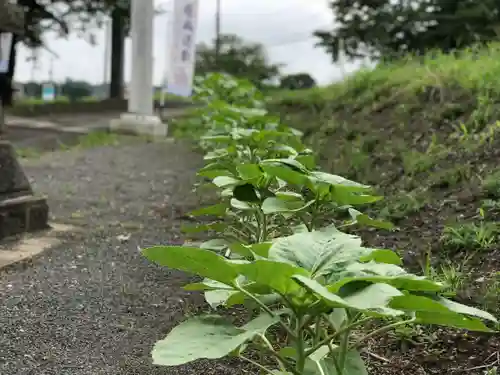 高司神社〜むすびの神の鎮まる社〜の自然