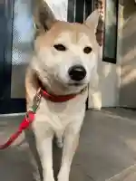 笠䅣稲荷神社の{uncategorized: "未分類", other: "その他", undefined: "問題あり", building: "その他建物", grave: "お墓", sacred_gate: "鳥居", guardian: "狛犬", statue: "像", buddha: "仏像", history: "歴史", nature: "自然", garden: "庭園", animal: "動物", pagoda: "塔", temizu: "手水舎", mountain_gate: "山門・神門", sanctuary: "本殿・本堂", subordinate: "末社・摂社", art: "芸術", scenery: "景色", jizo: "地蔵", ema: "絵馬", goshuin: "御朱印", omikuji: "おみくじ", items: "授与品その他", amulet: "お守り", goshuincho: "御朱印帳", eats: "食事", festival: "お祭り", votive_dance: "神楽", shichigosan: "七五三参", wedding: "結婚式", experience: "体験その他", initially: "初詣", around: "周辺", anti_infection: "感染症対策"}