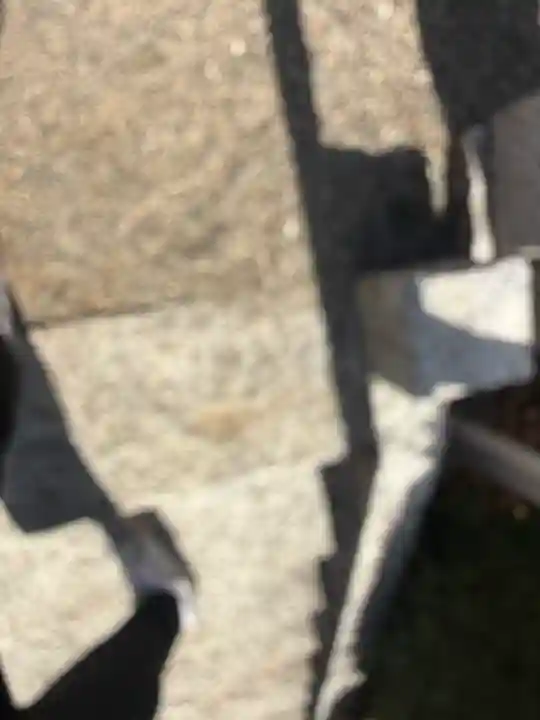 鹿島神社の{uncategorized: "未分類", other: "その他", undefined: "問題あり", building: "その他建物", grave: "お墓", sacred_gate: "鳥居", guardian: "狛犬", statue: "像", buddha: "仏像", history: "歴史", nature: "自然", garden: "庭園", animal: "動物", pagoda: "塔", temizu: "手水舎", mountain_gate: "山門・神門", sanctuary: "本殿・本堂", subordinate: "末社・摂社", art: "芸術", scenery: "景色", jizo: "地蔵", ema: "絵馬", goshuin: "御朱印", omikuji: "おみくじ", items: "授与品その他", amulet: "お守り", goshuincho: "御朱印帳", eats: "食事", festival: "お祭り", votive_dance: "神楽", shichigosan: "七五三参", wedding: "結婚式", experience: "体験その他", initially: "初詣", around: "周辺", anti_infection: "感染症対策"}