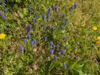 鹿島大神宮(福島県)