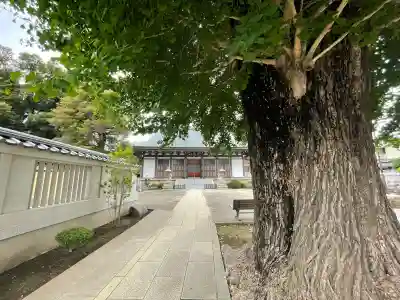 東光寺の{uncategorized: "未分類", other: "その他", undefined: "問題あり", building: "その他建物", grave: "お墓", sacred_gate: "鳥居", guardian: "狛犬", statue: "像", buddha: "仏像", history: "歴史", nature: "自然", garden: "庭園", animal: "動物", pagoda: "塔", temizu: "手水舎", mountain_gate: "山門・神門", sanctuary: "本殿・本堂", subordinate: "末社・摂社", art: "芸術", scenery: "景色", jizo: "地蔵", ema: "絵馬", goshuin: "御朱印", omikuji: "おみくじ", items: "授与品その他", amulet: "お守り", goshuincho: "御朱印帳", eats: "食事", festival: "お祭り", votive_dance: "神楽", shichigosan: "七五三参", wedding: "結婚式", experience: "体験その他", initially: "初詣", around: "周辺", anti_infection: "感染症対策"}