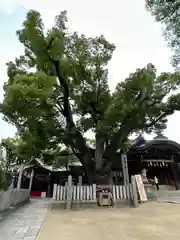 石切劔箭神社(大阪府)