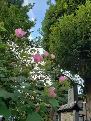 鷺宮八幡神社の自然