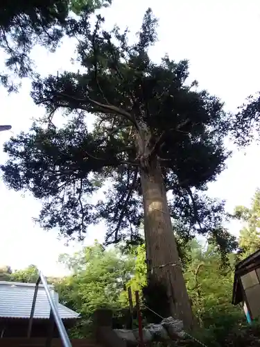 吉田杉山神社の自然