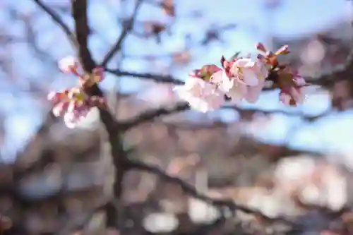 西新井大師総持寺の自然