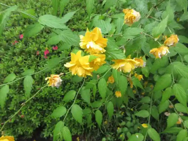 三室戸寺の自然