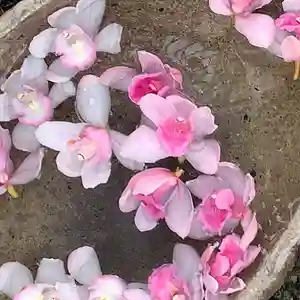 京都祇園堂(廃寺?)の手水舎(2020年01月11日(土) 08時52分56秒投稿)