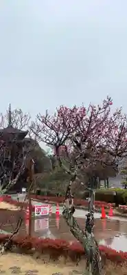 瑠璃光寺の自然