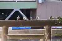 愛宕神社の動物