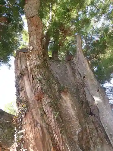 産安社（武蔵御嶽神社摂社）の自然