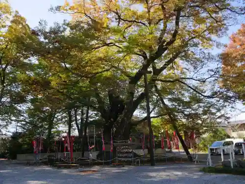 秩父今宮神社の自然