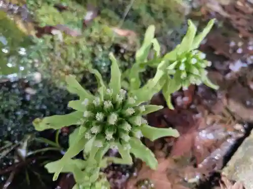 鹿島大神宮(福島県)