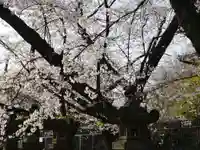 上野東照宮の自然