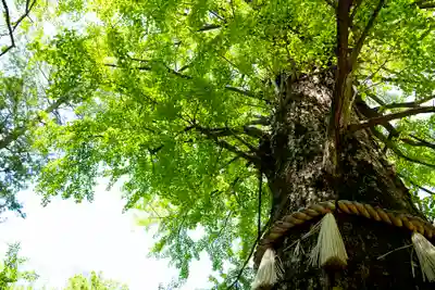 赤坂氷川神社(東京都)