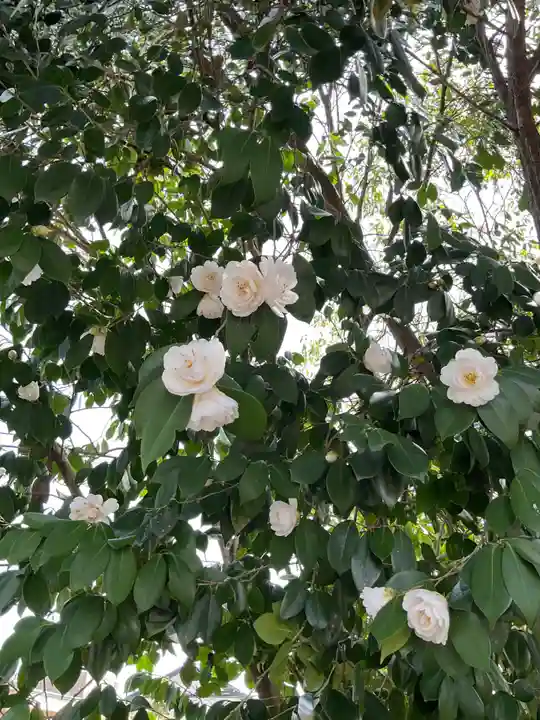 新羅神社(岐阜県)