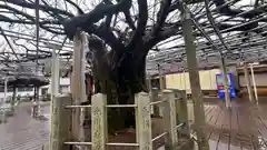 大歳神社の自然