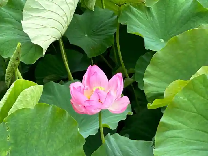 上杉神社(山形県)