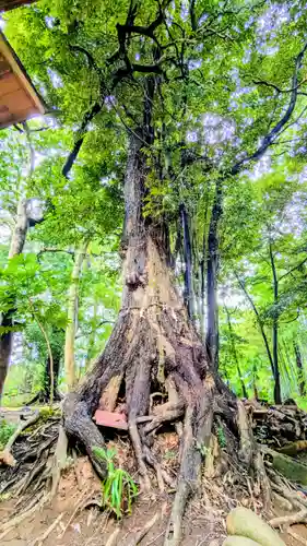七百餘所神社 の自然