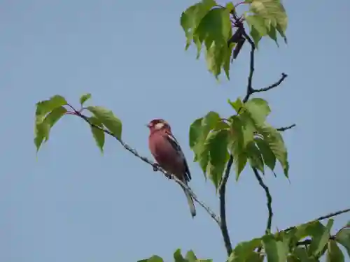 留辺蘂神社の動物