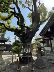 大鳥羽衣濱神社の自然