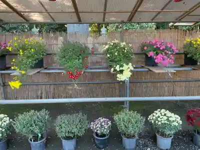 大生郷天満宮のお祭り