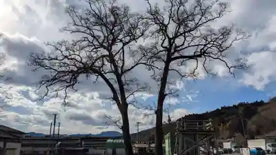 夫婦くぬぎ両神神社(椋神社)の自然