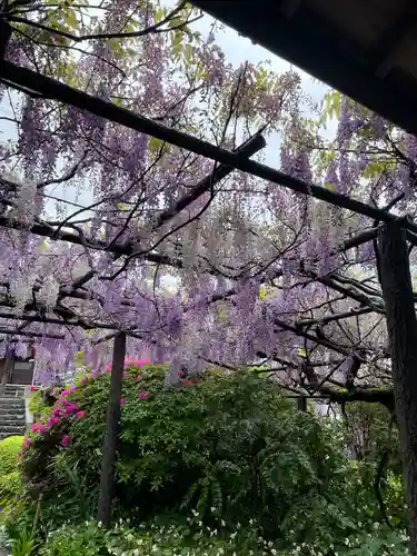 子安地蔵寺の庭園