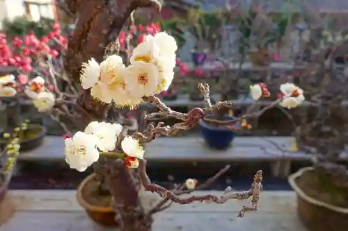 菅原天満宮（菅原神社）の自然