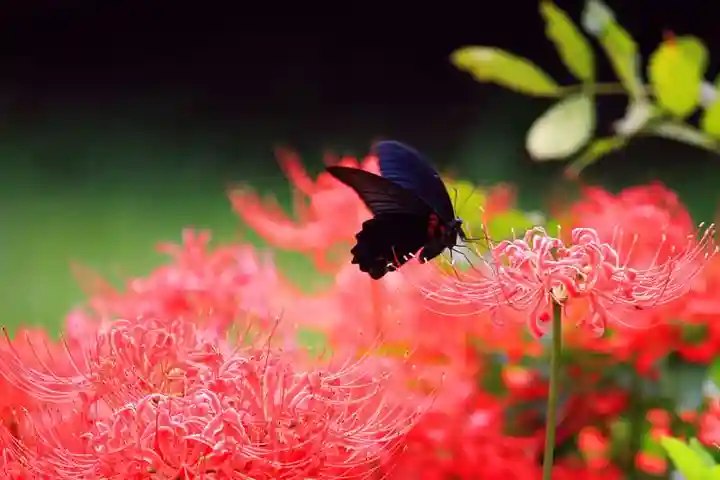 増上寺塔頭 三縁山 宝珠院の動物