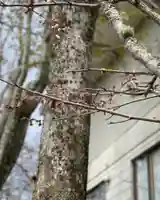 釧路一之宮 厳島神社の自然